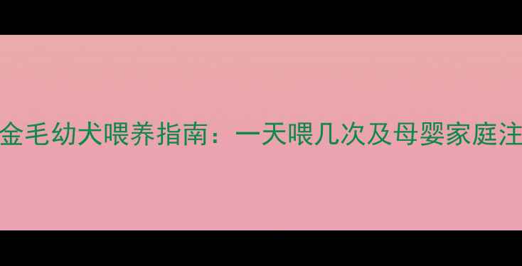 图片 两个月金毛幼犬喂养指南：一天喂几次及母婴家庭注意事项