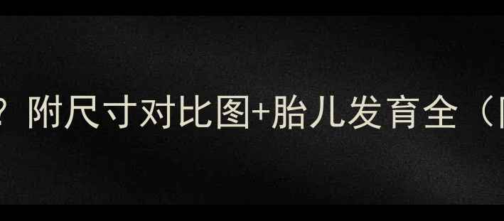 图片 孕四月肚子多大？附尺寸对比图+胎儿发育全（附防孕肚干货）1