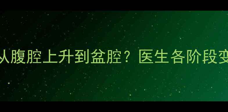 图片 孕期子宫如何从腹腔上升到盆腔？医生各阶段变化及注意事项